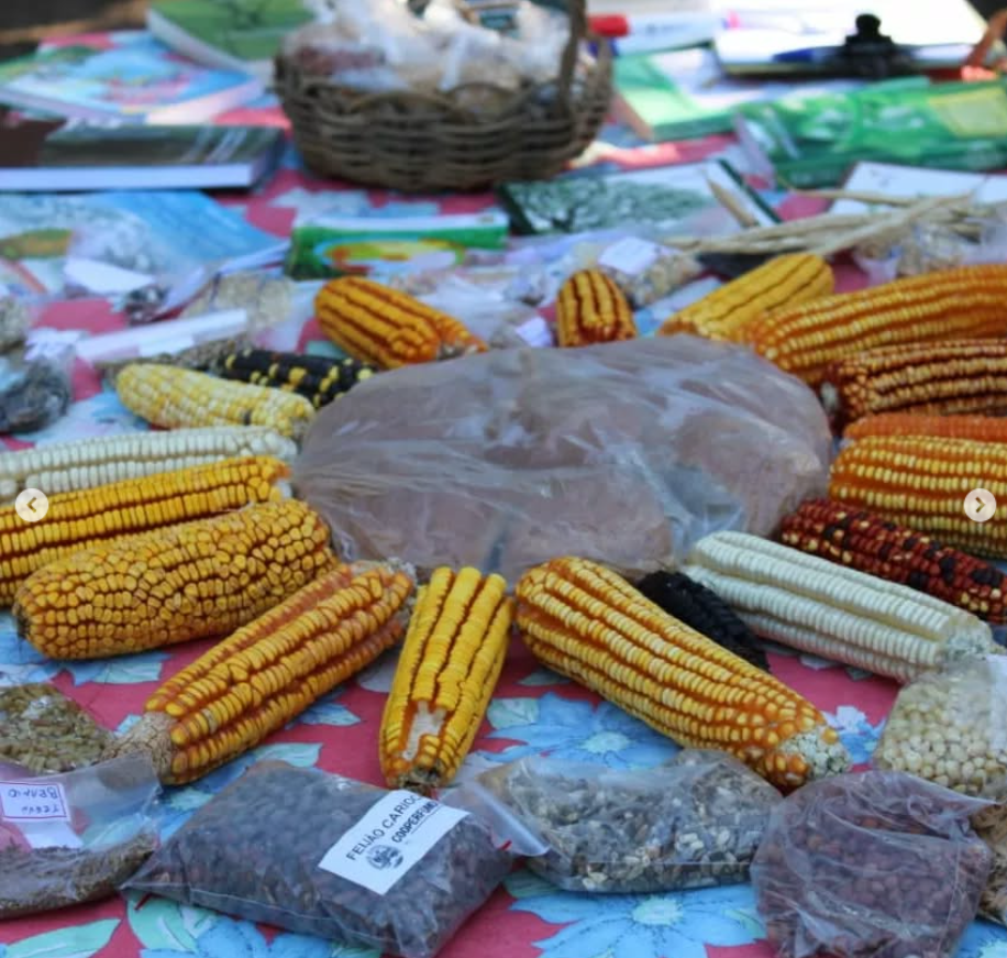 Agroecologia na prática: o campo que resiste 30 Captura de tela 2025-06-05 152405