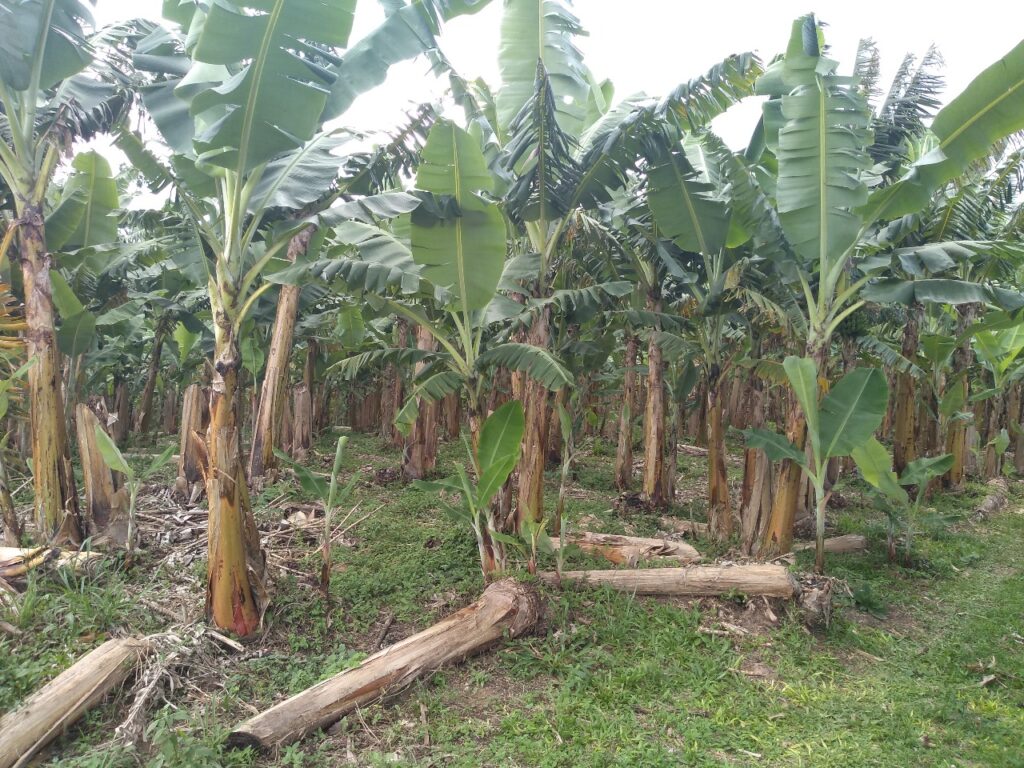 O futuro é plantado às margens 5