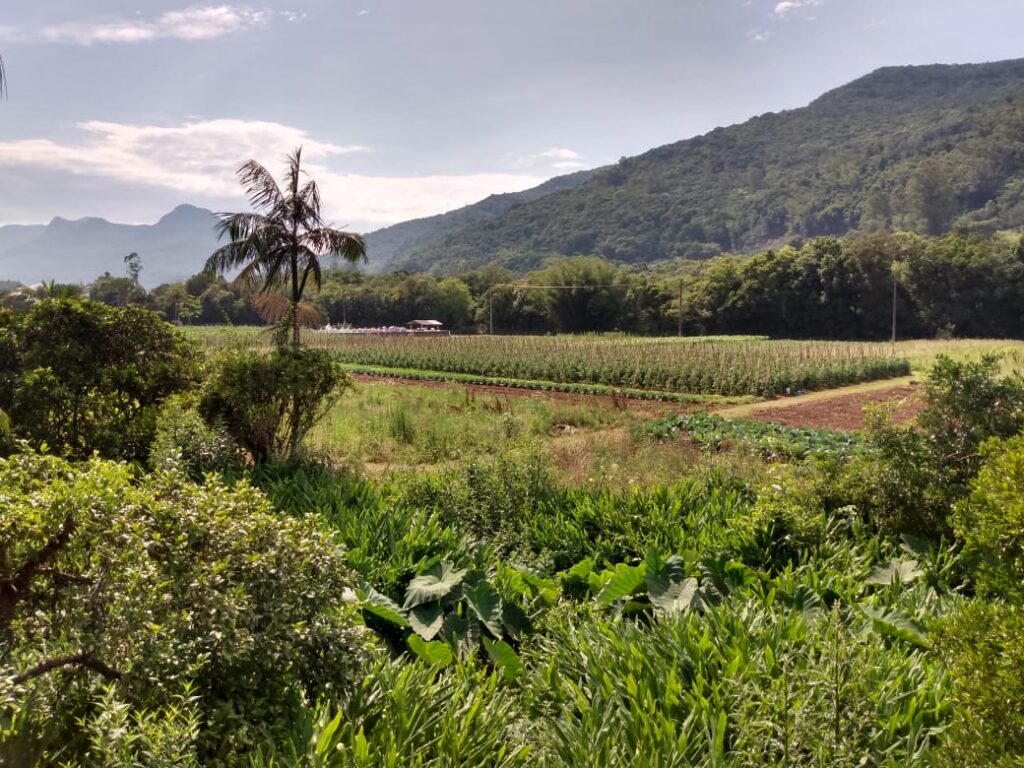 O futuro é plantado às margens 4